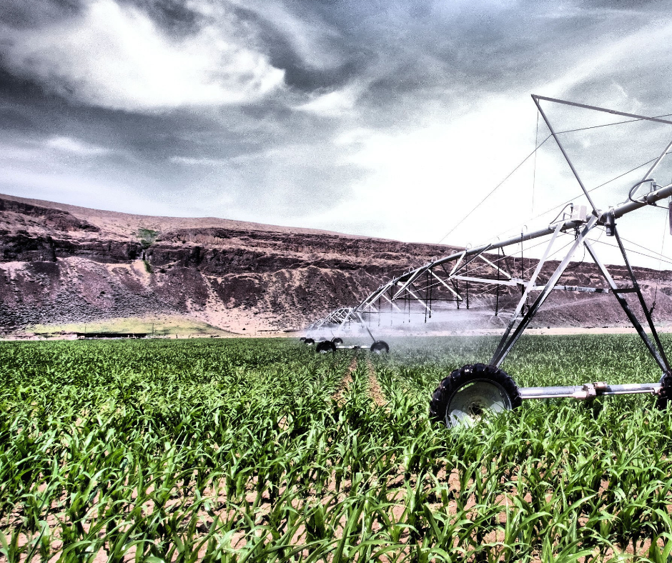 irrigation wheel line watering a wheat field