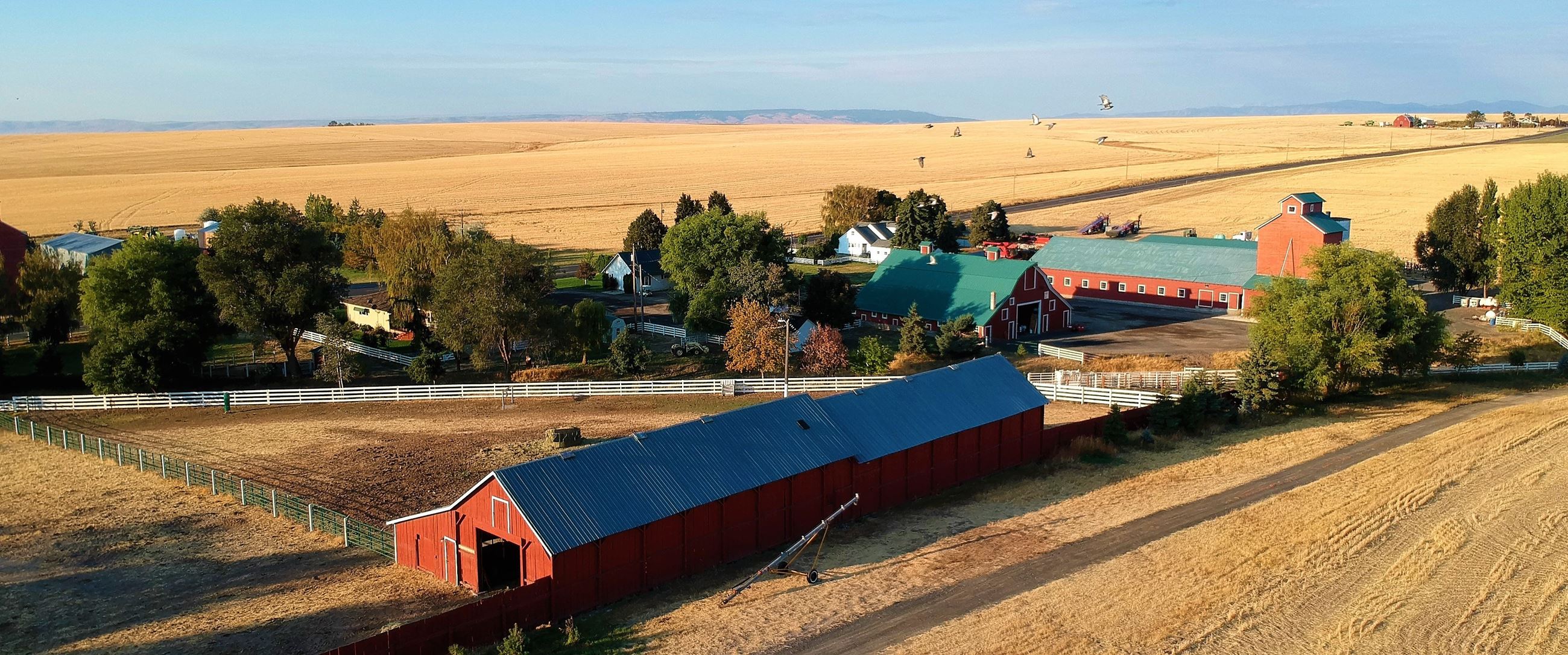 barns in a field